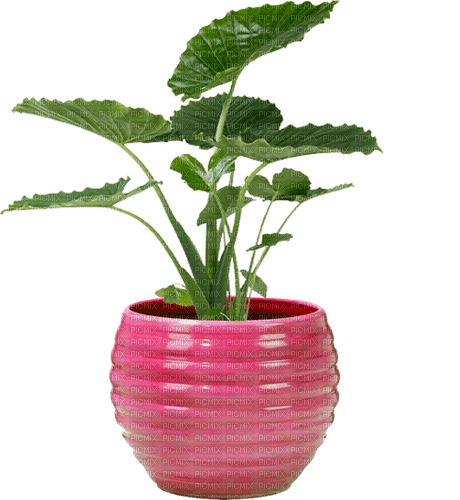 Plante - kostenlos png