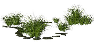 plants katrin - darmowe png