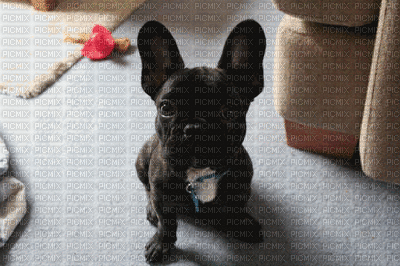 Bulldog Francês - GIF animado grátis