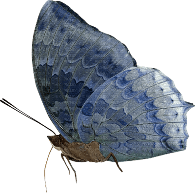 patrcia87 papillon - PNG gratuit