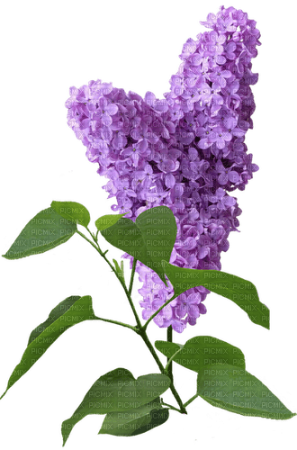 lilac - 免费PNG