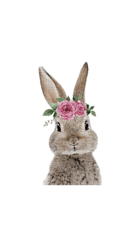 Hare - darmowe png