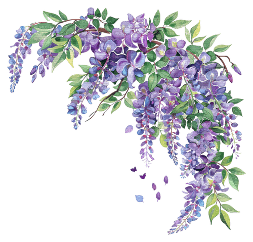 wisteria watercolor Bb2 - zdarma png