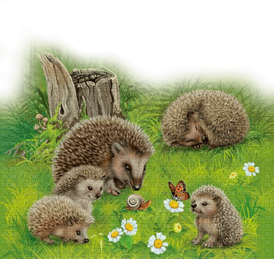 Hedgehog igel hérisson animal garden jardin  flower fleur   autumn automne herbst paysage tube - PNG gratuit