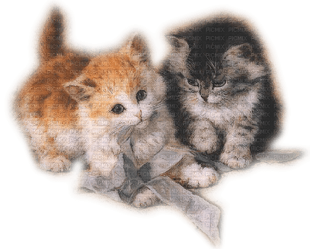MMarcia gato cat chat - 免费PNG