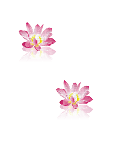 Lotus - darmowe png