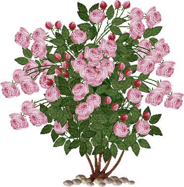 kwiaty - Animovaný GIF zadarmo