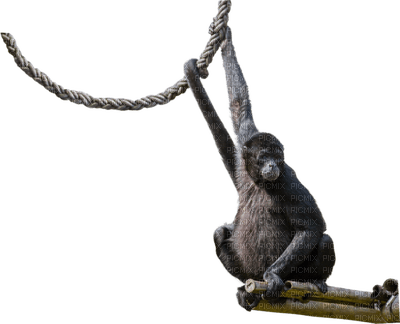 gala animals - PNG gratuit