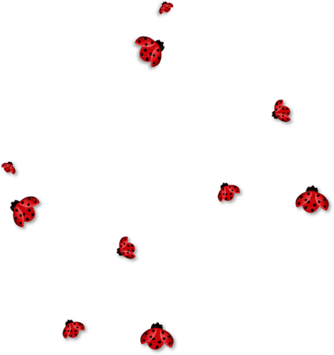 loly33 coccinelle - png gratis