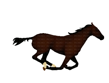 ani-horse--häst gif - Бесплатный анимированный гифка