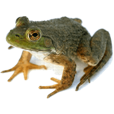 frog - фрее пнг
