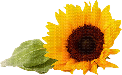 sunflower deco - gratis png