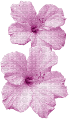 blomma - PNG gratuit