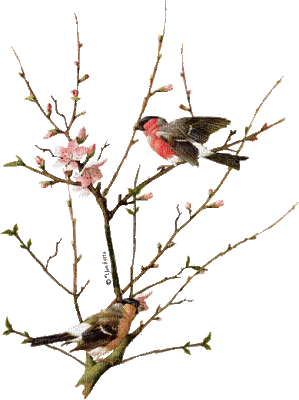 oiseaux sur la branche - GIF เคลื่อนไหวฟรี