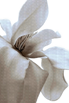 Fleur.Deco.Flower.Magnolia.Victoriabea - PNG gratuit