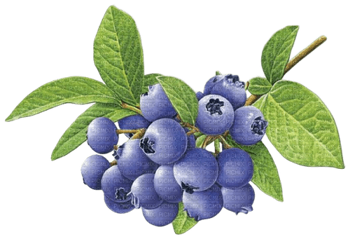blueberries Bb2 - безплатен png