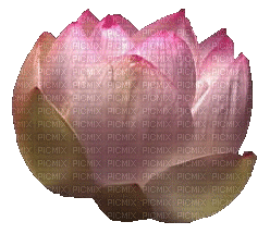 Lotus - GIF animasi gratis