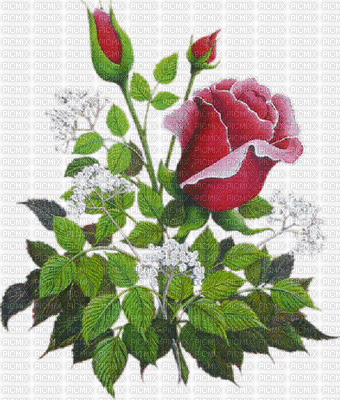 rose gif animation Pelageya - Free animated GIF
