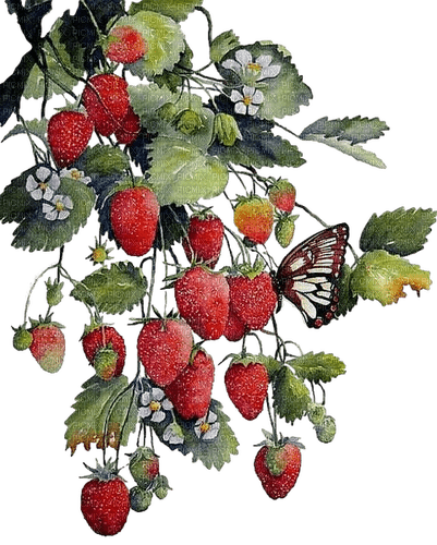 Strawberries.Branch.Fraises.Branche.Victoriabea - Free PNG