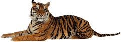 Kaz_Creations Tiger - PNG gratuit
