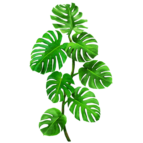 Plant.Leaves.Green - 無料png