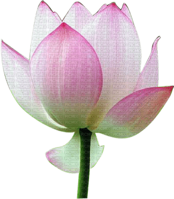 Lotus - zdarma png