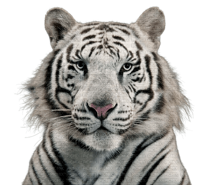 white tiger bp - Free PNG