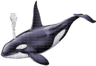 Orca - GIF animate gratis