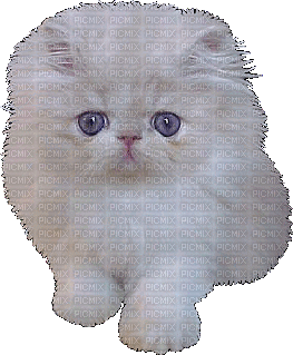 Kitty - Δωρεάν κινούμενο GIF