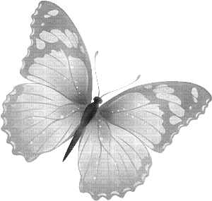 Schmetterling - darmowe png
