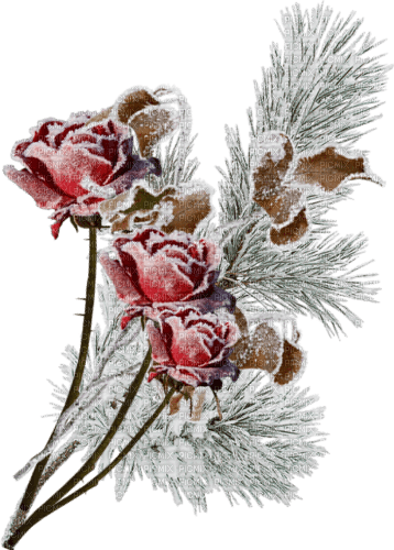winter snow red flowers sunshine3 - безплатен png