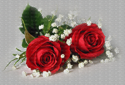 rosas - 免费动画 GIF