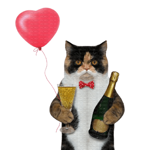 chat     champagne idcz - png gratis