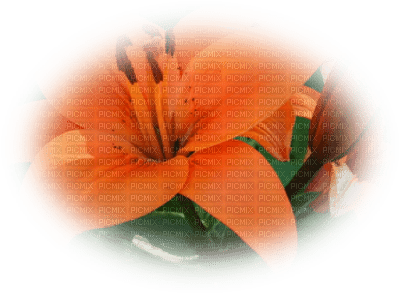 patymirabelle fleurs - ücretsiz png
