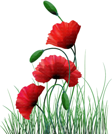 loly33 coquelicot - 免费PNG