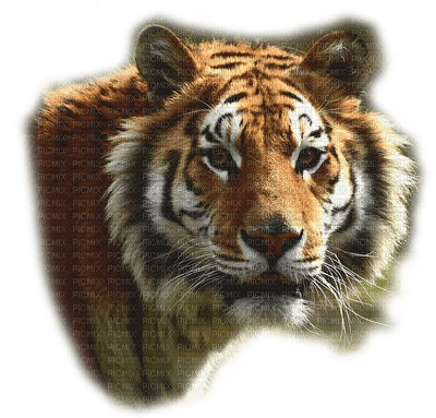 tiikeri, tiger - 無料png