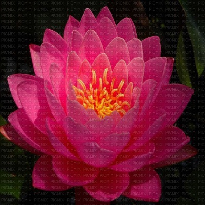 Pink Lotus Flower - бесплатно png