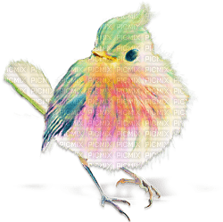 soave deco bird pastel spring rainbow - zdarma png