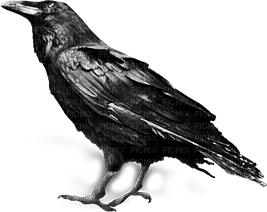 soave bird deco gothic black white - darmowe png