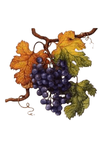 Weintrauben,  dunkel, grapes - bezmaksas png