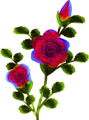 red roses - ücretsiz png