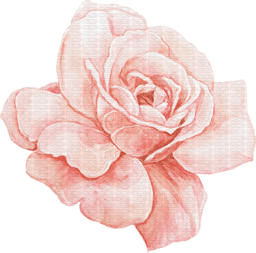 kikkapink pink rose watercolor - png ฟรี