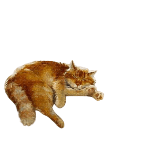cat sleeping - 免费PNG