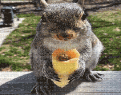 squirrel - Gratis animeret GIF