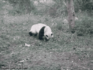 panda - 免费动画 GIF