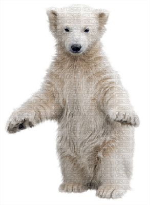 Kaz_Creations Polar Bear - png gratis