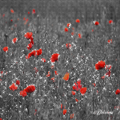 dolceluna poppy poppies field animated background - Ilmainen animoitu GIF