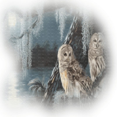 owls autumn hibou automne - darmowe png