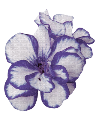 Kwiat - PNG gratuit