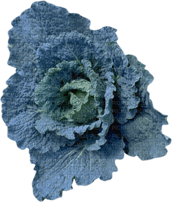 cabbage Bb2 - Free PNG